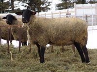 ewes in the winter