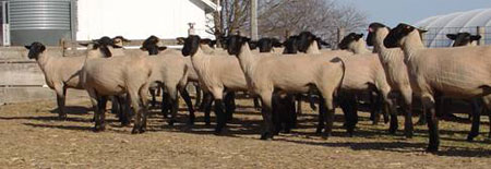 lots of female sheep