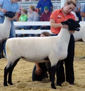 Dutch County Farms ewe