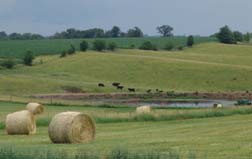 bales of hay in a field